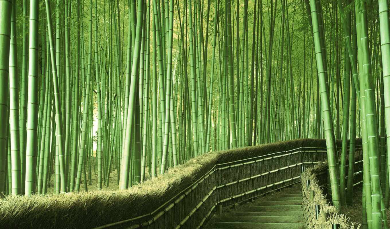 природа, красивых, самые, красивые, лес, japanese, мира, бамбук, места, сагано