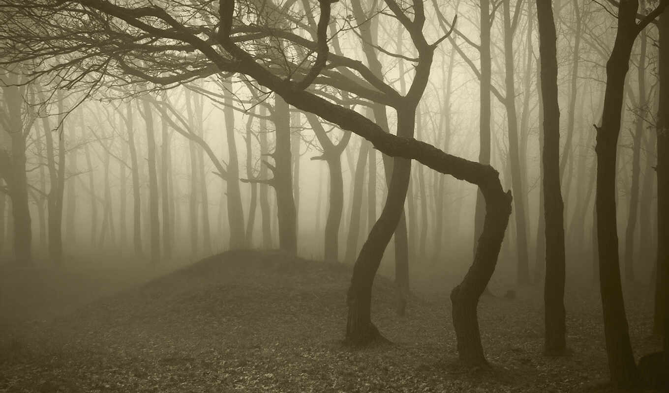 страница, лес, дорога, осень, trees, туман, мрачные