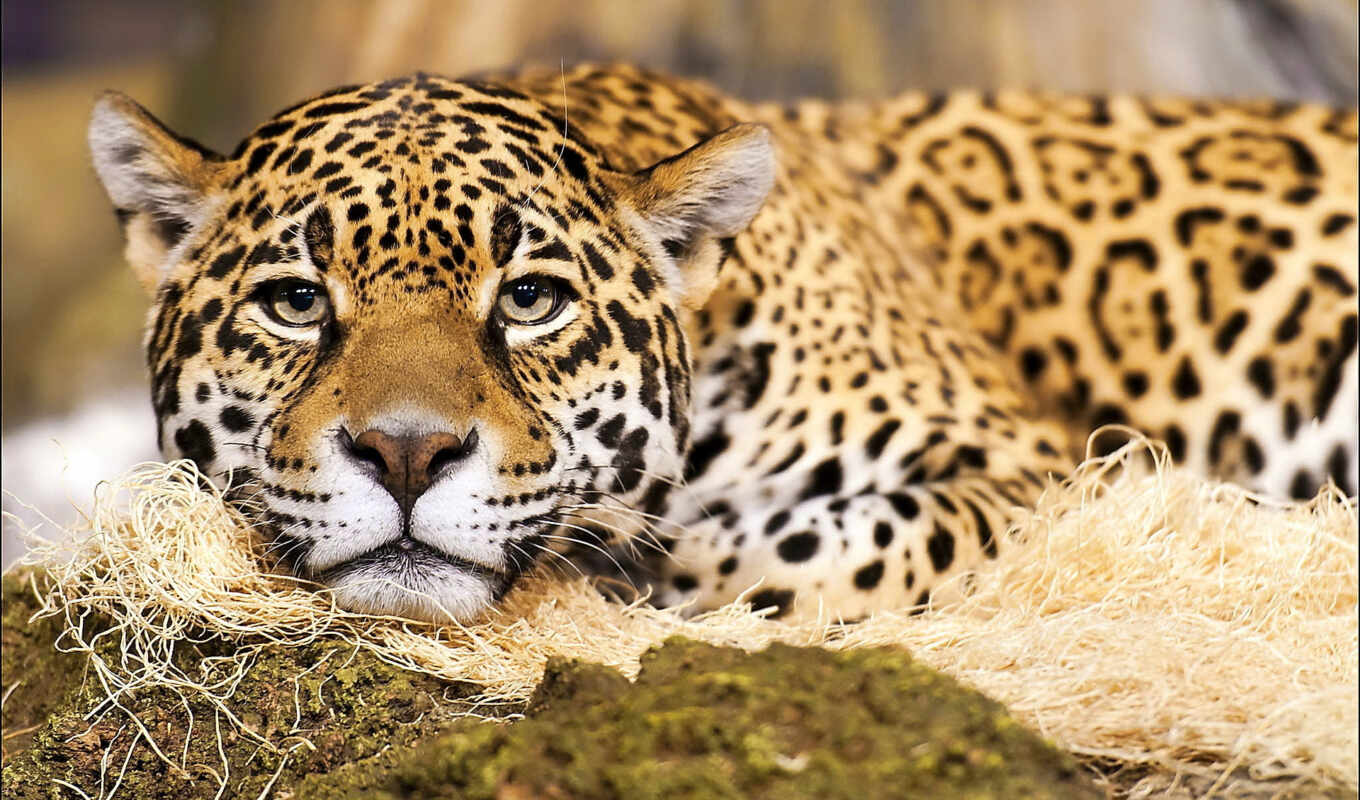 подборка, взгляд, красивые, кот, большие, jaguar, zhivotnye, микс