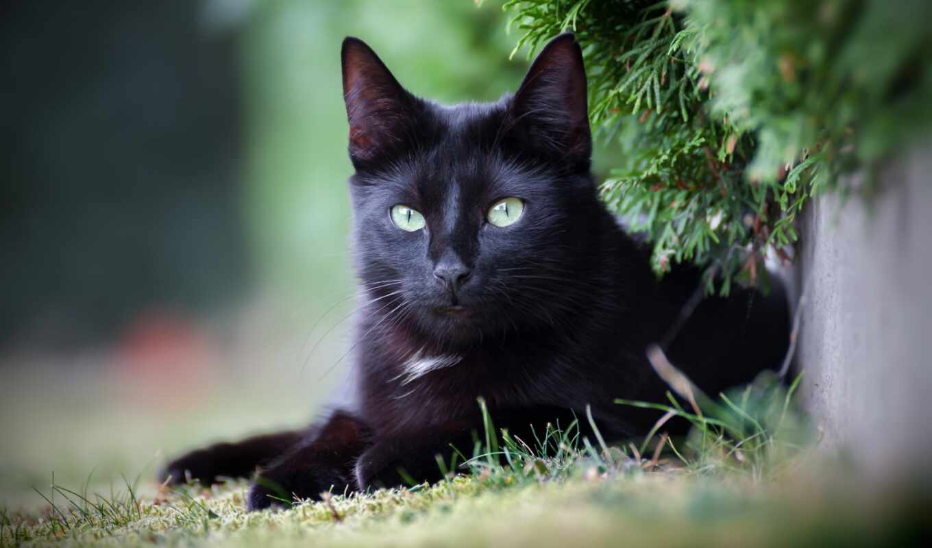 black, картинка, кот, смотреть, kitty
