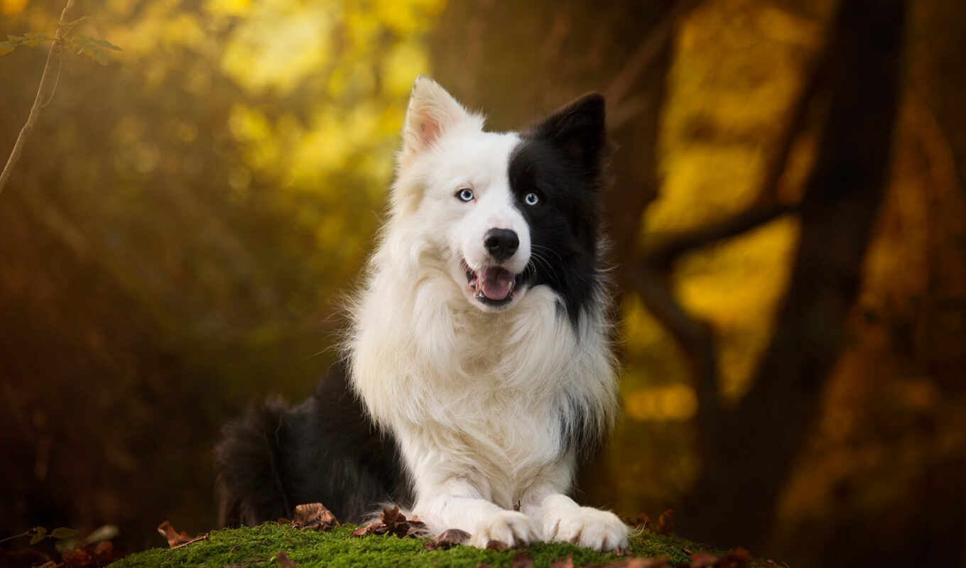 game, group, dog, tablet, breed, of, border, amazon, smartphone, collie