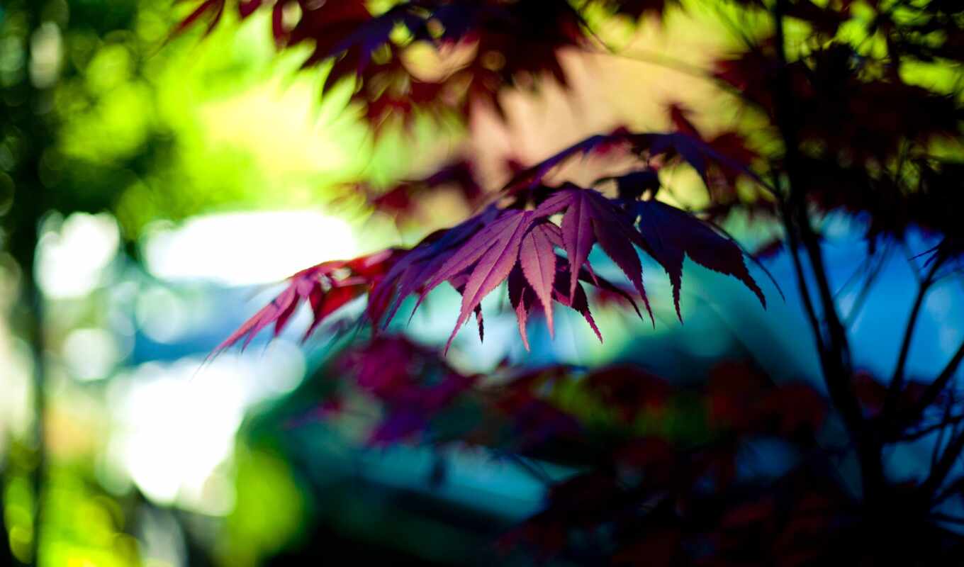 sky, flowers, sheet, background, purple, red, deep, maple, plant, leaf, blurring