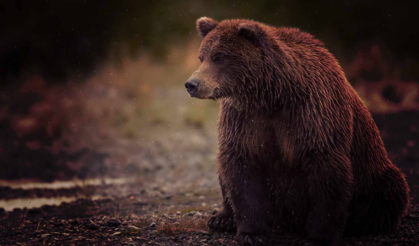 медведь, fear, oir