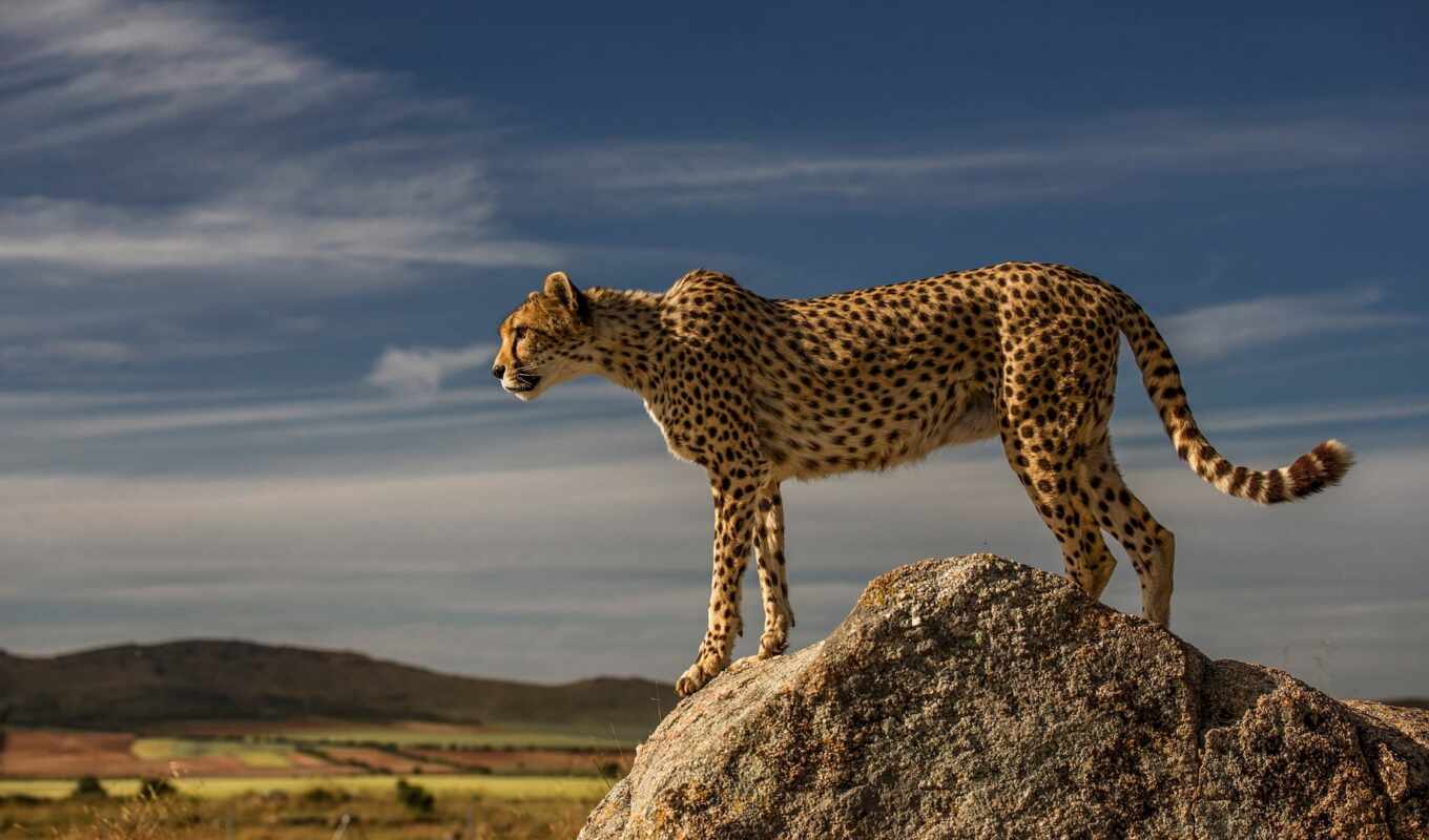 animal, cheetah