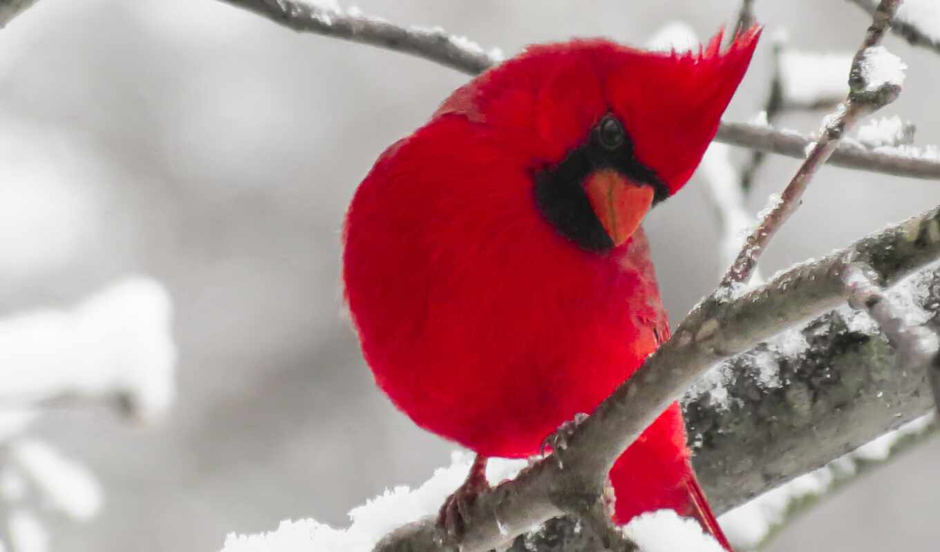 фото, art, mobile, red, снег, winter, top, птица, branch, кардинал, adobe