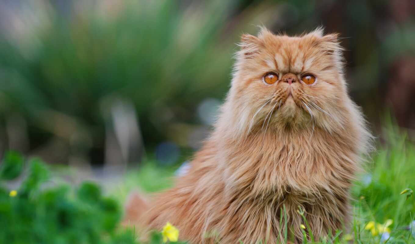 cat, brown, kitty, animal, persian, fluffy