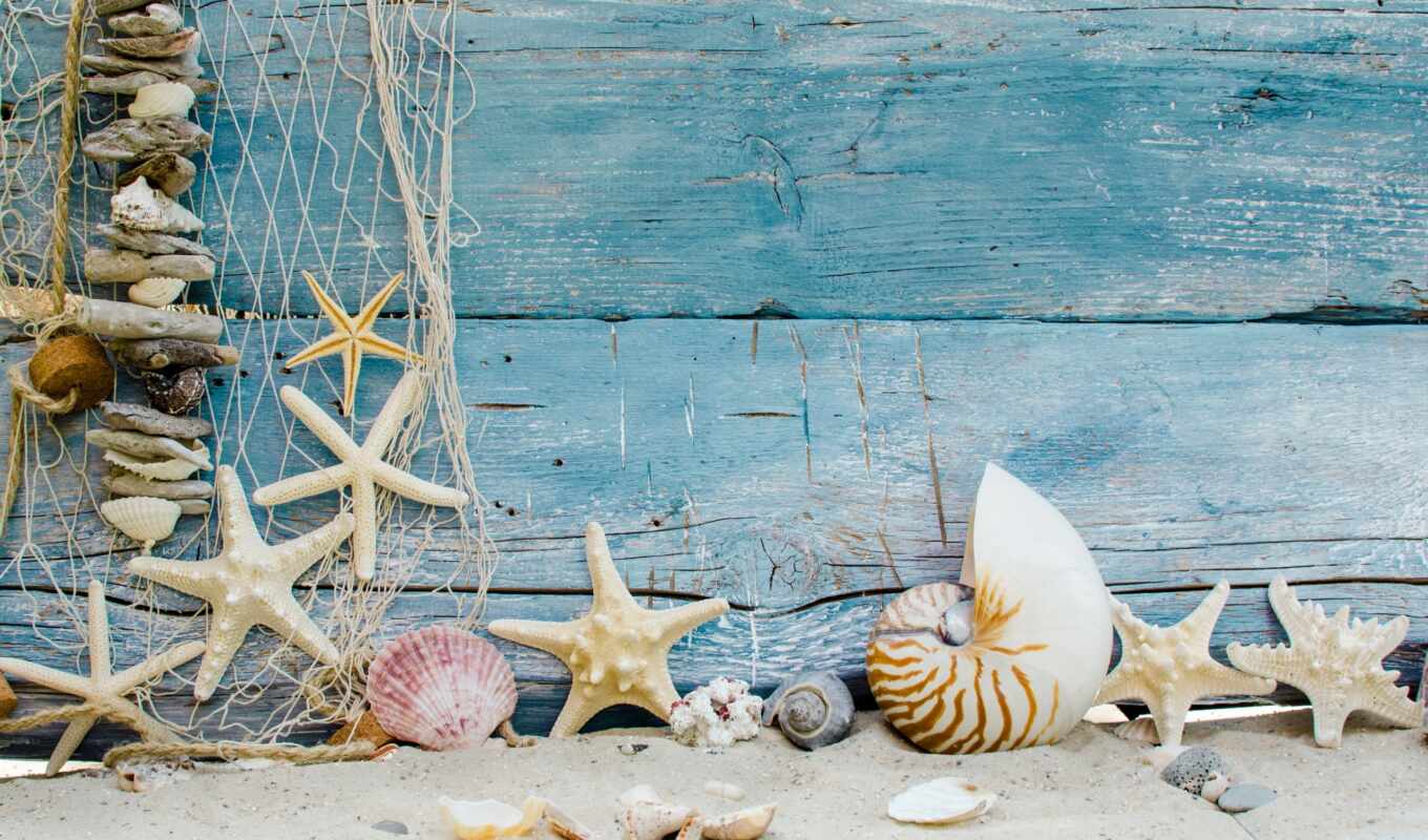 пляж, песок, marine, starfish, seashells, seashell