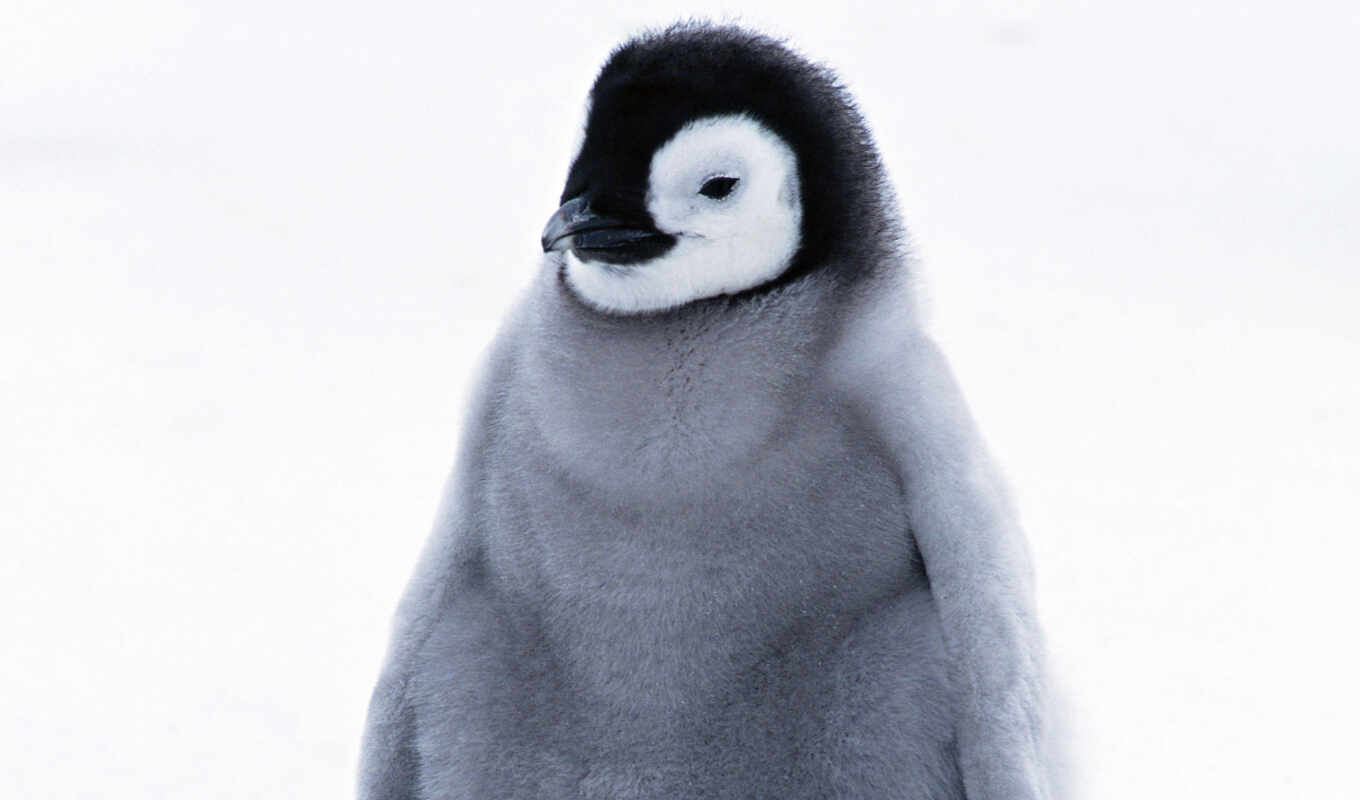 животных, trụ, pingvin, пингвина, птенец