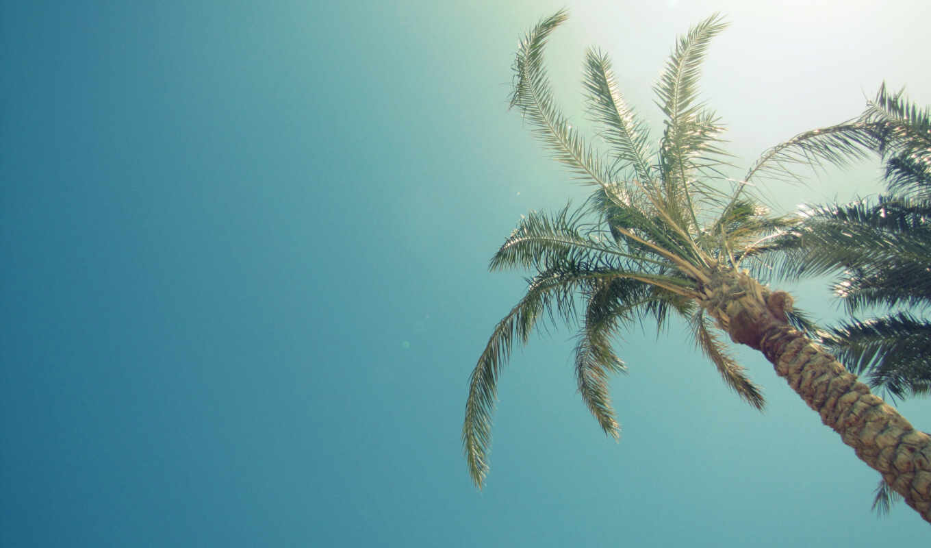 summer, sun, palm trees