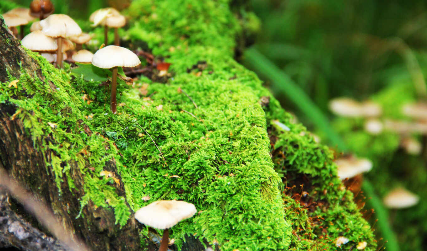 природа, макро, трава, лес, desire, mushrooms, mushroom