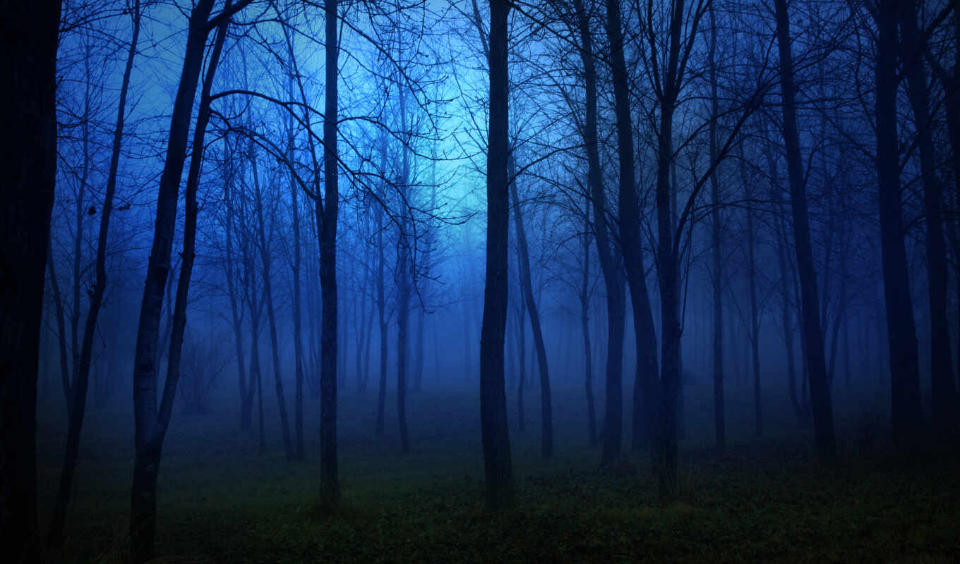 ночь, лес, осень, туман