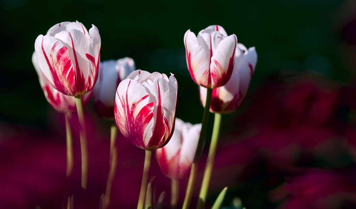 flowers, rose, white, background, red, red, pink, which, tulip, makryi, prozhilok