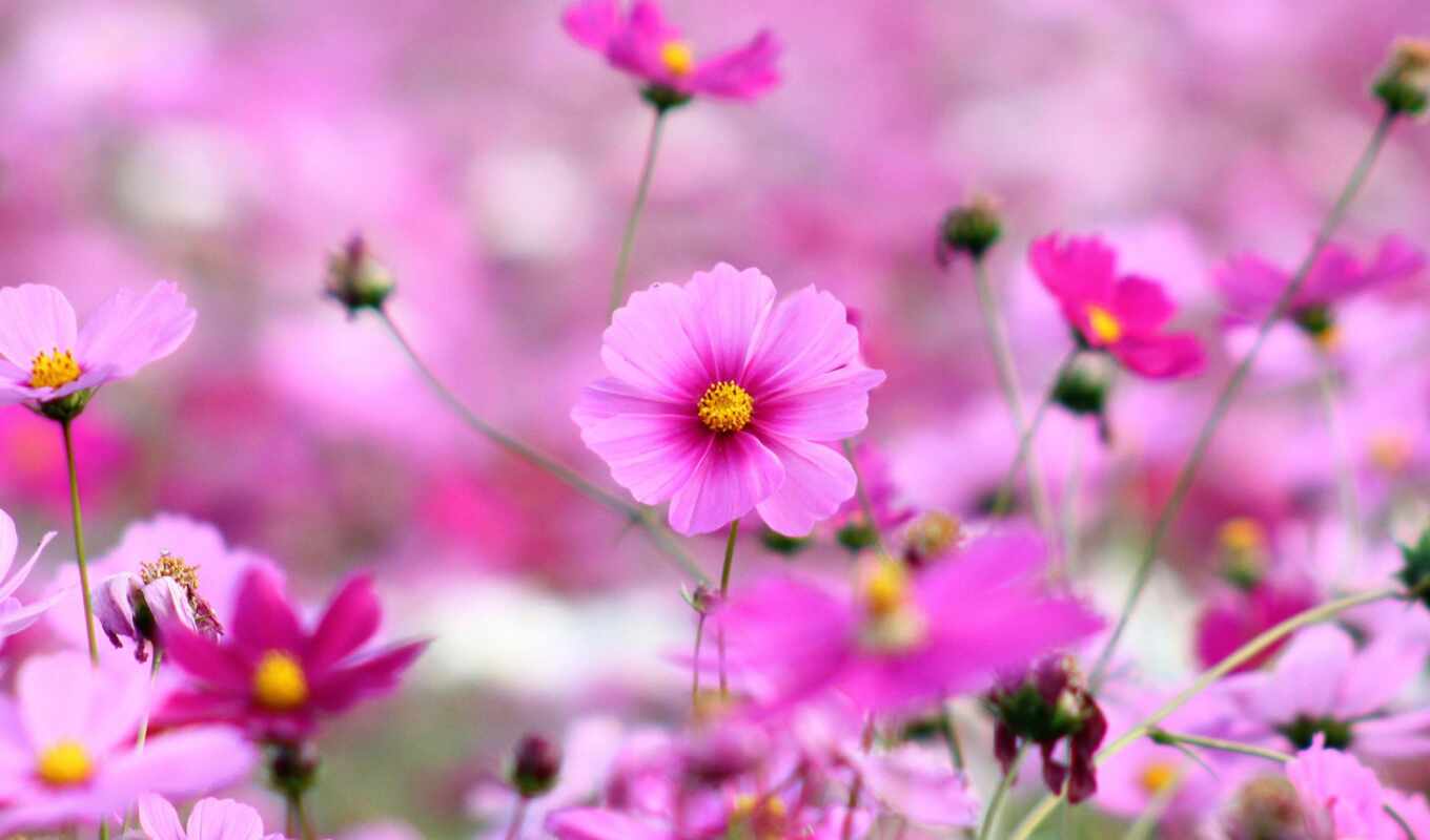 flowers, single, pink, the, human, hoa, bỏng, blurring, flora, makryi, vinogorskii