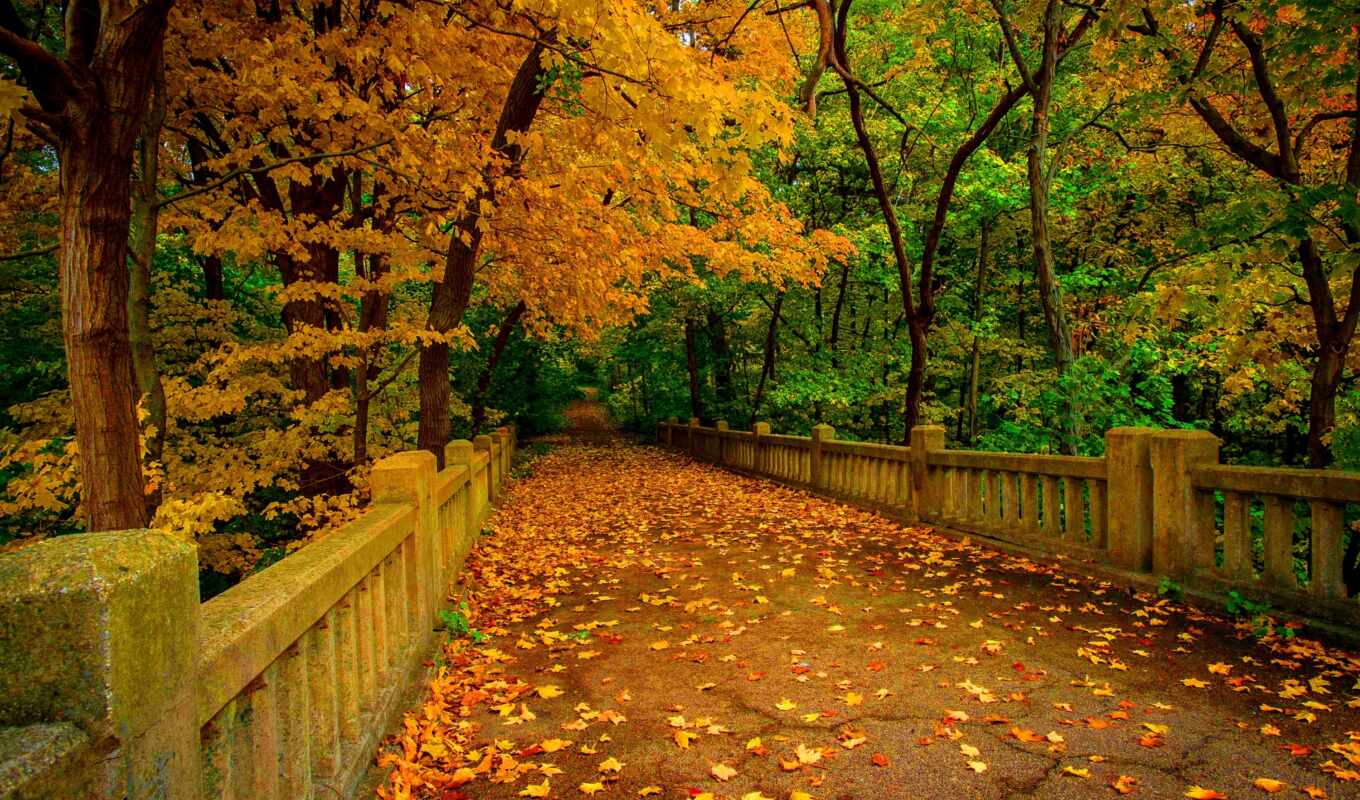 природа, лист, красочные, дерево, лес, мост, осень, река, leaf, fore