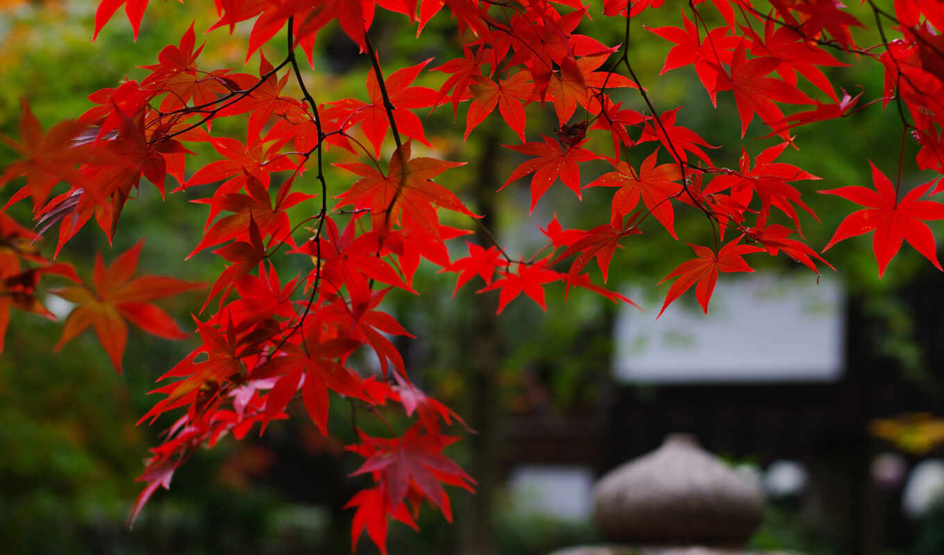 природа, лист, дерево, красное, осень, maple