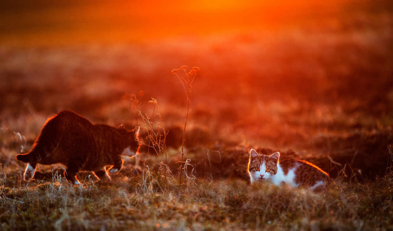 sunset, cat, two
