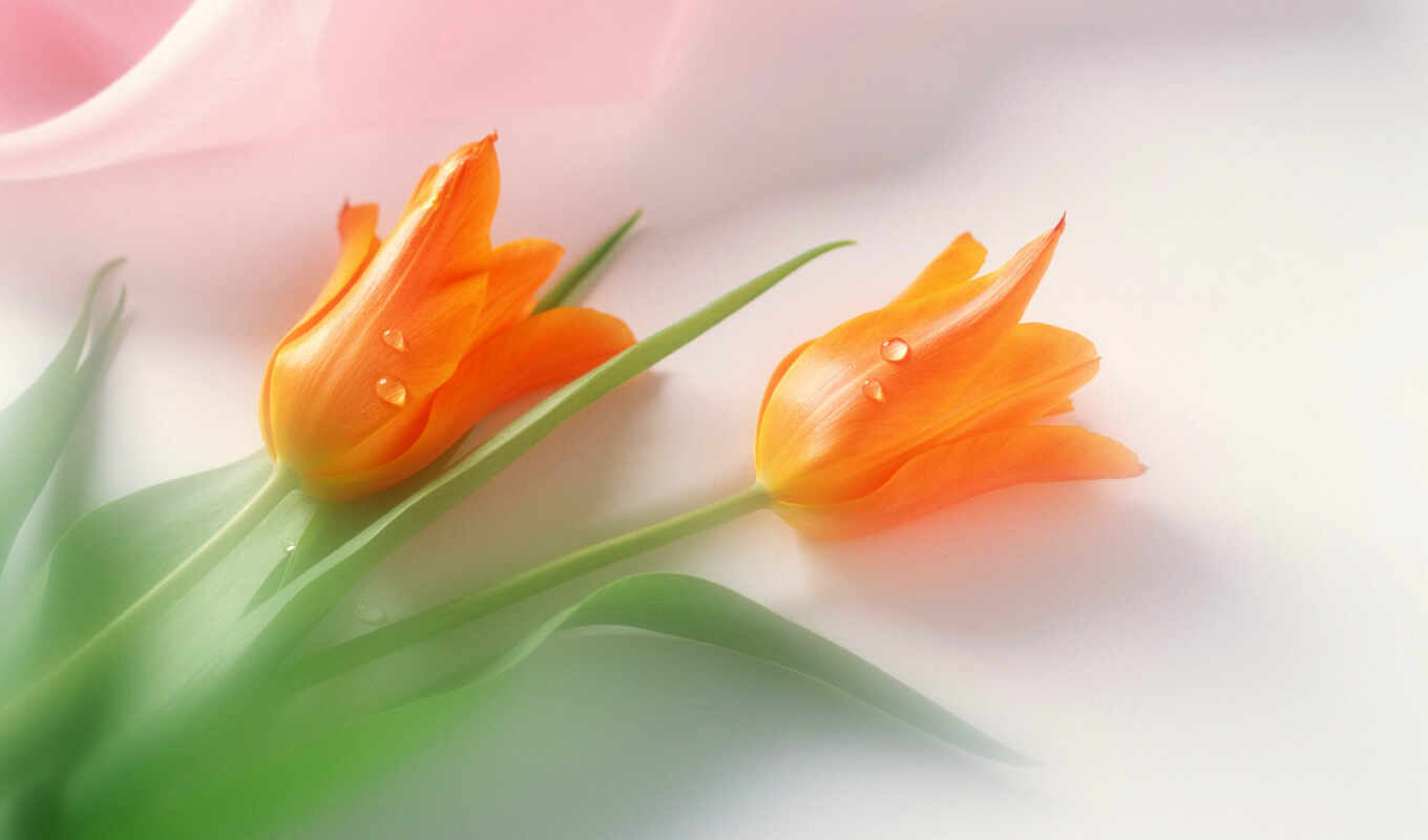 цветы, оранжевый, тюльпан