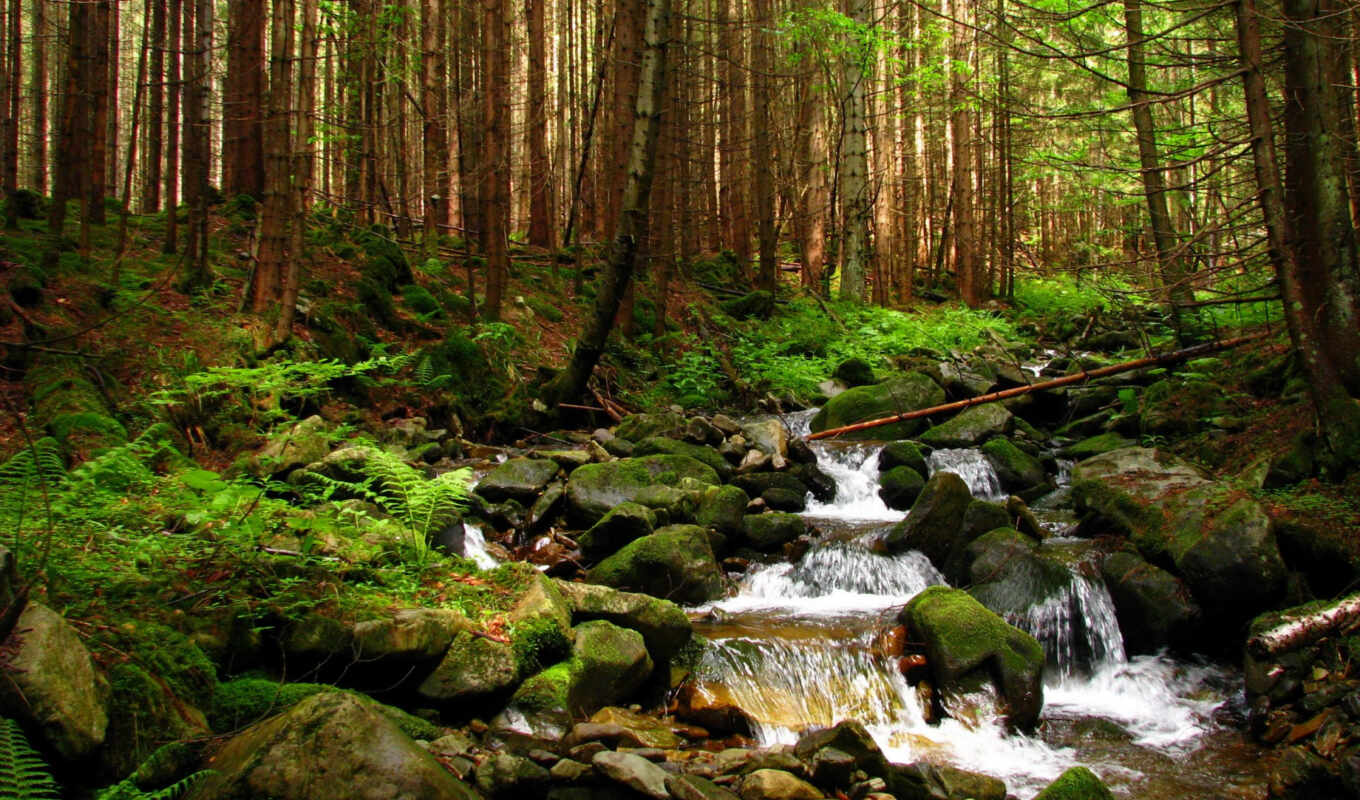 nature, forest, forest, creek, ukrainian, carpathians, the woods, stream, organs