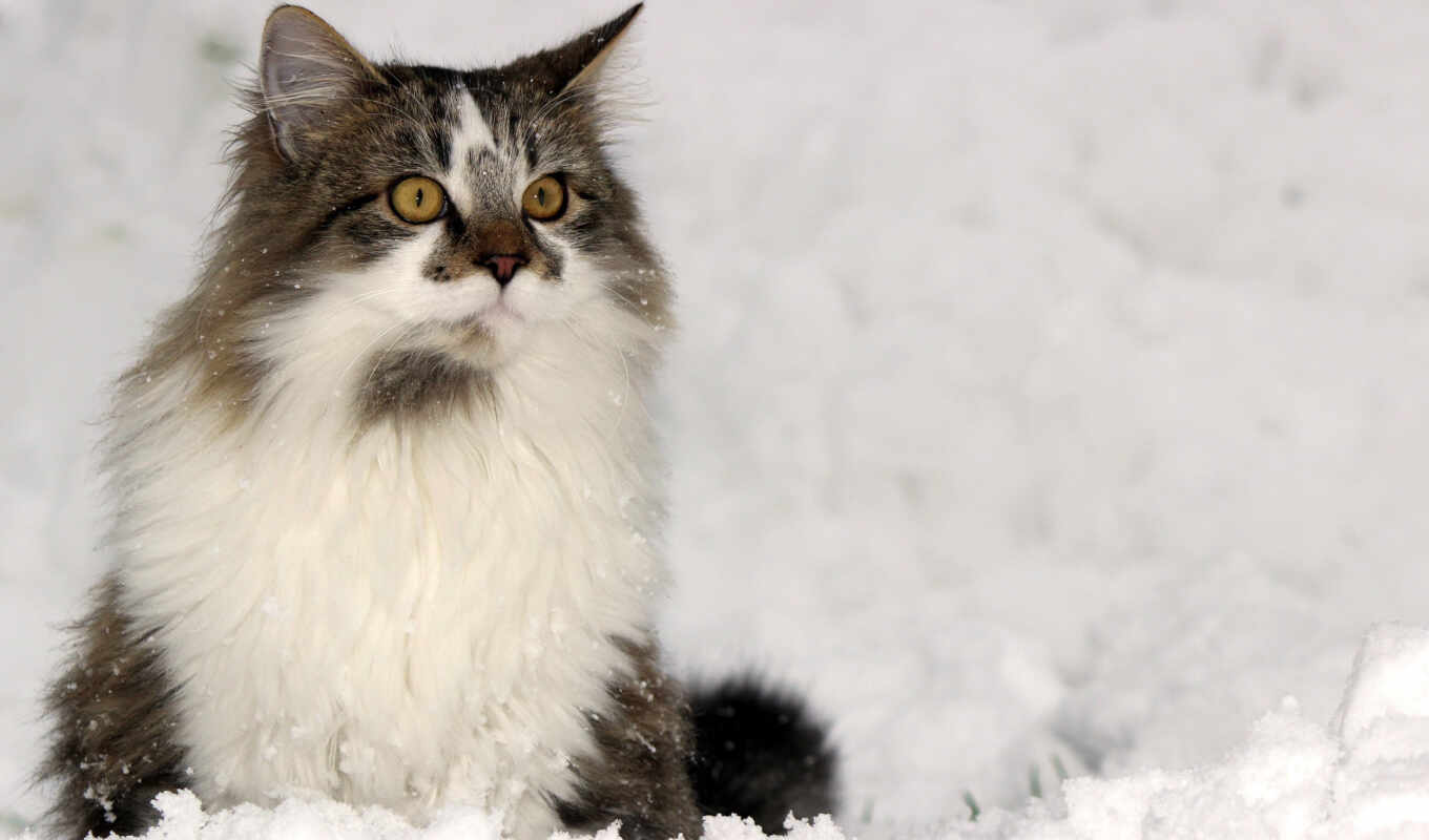 взгляд, снег, winter, кот, kitty, доски