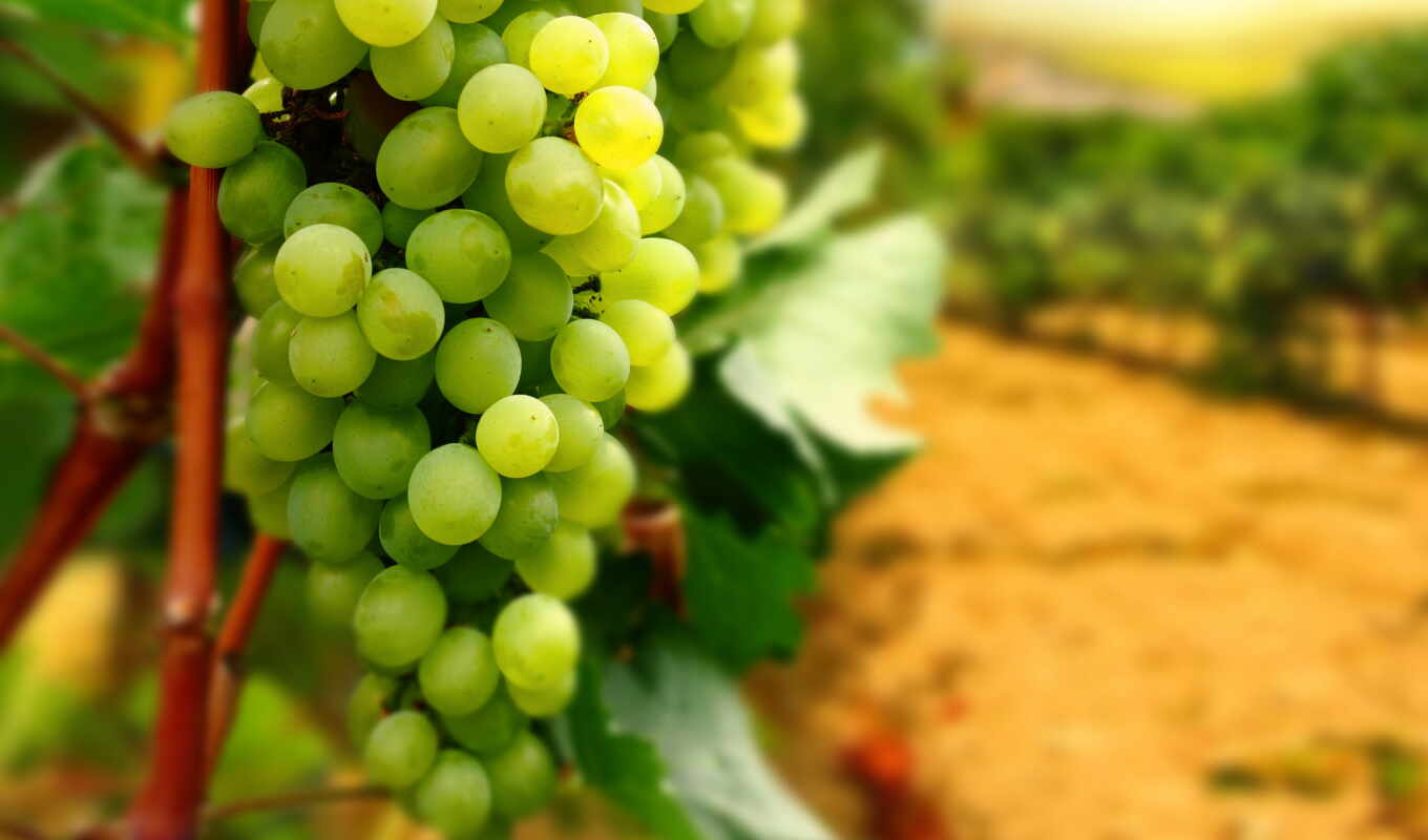 виноград, vineyard, крыму, винограда, крымский, виноградники, виноградников