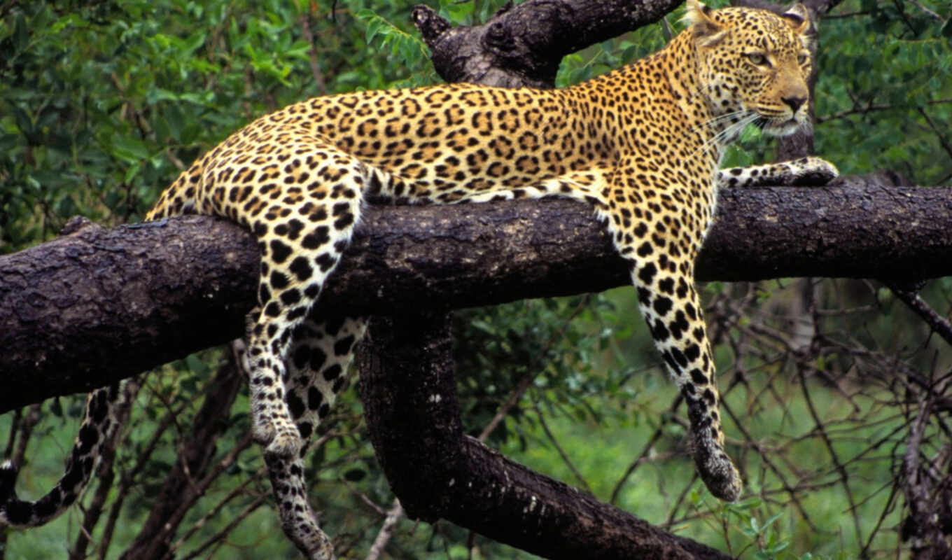 природа, картинка, дерево, кот, лежит, леопард, хищник, animal, jaguar, zhivotnye, honor