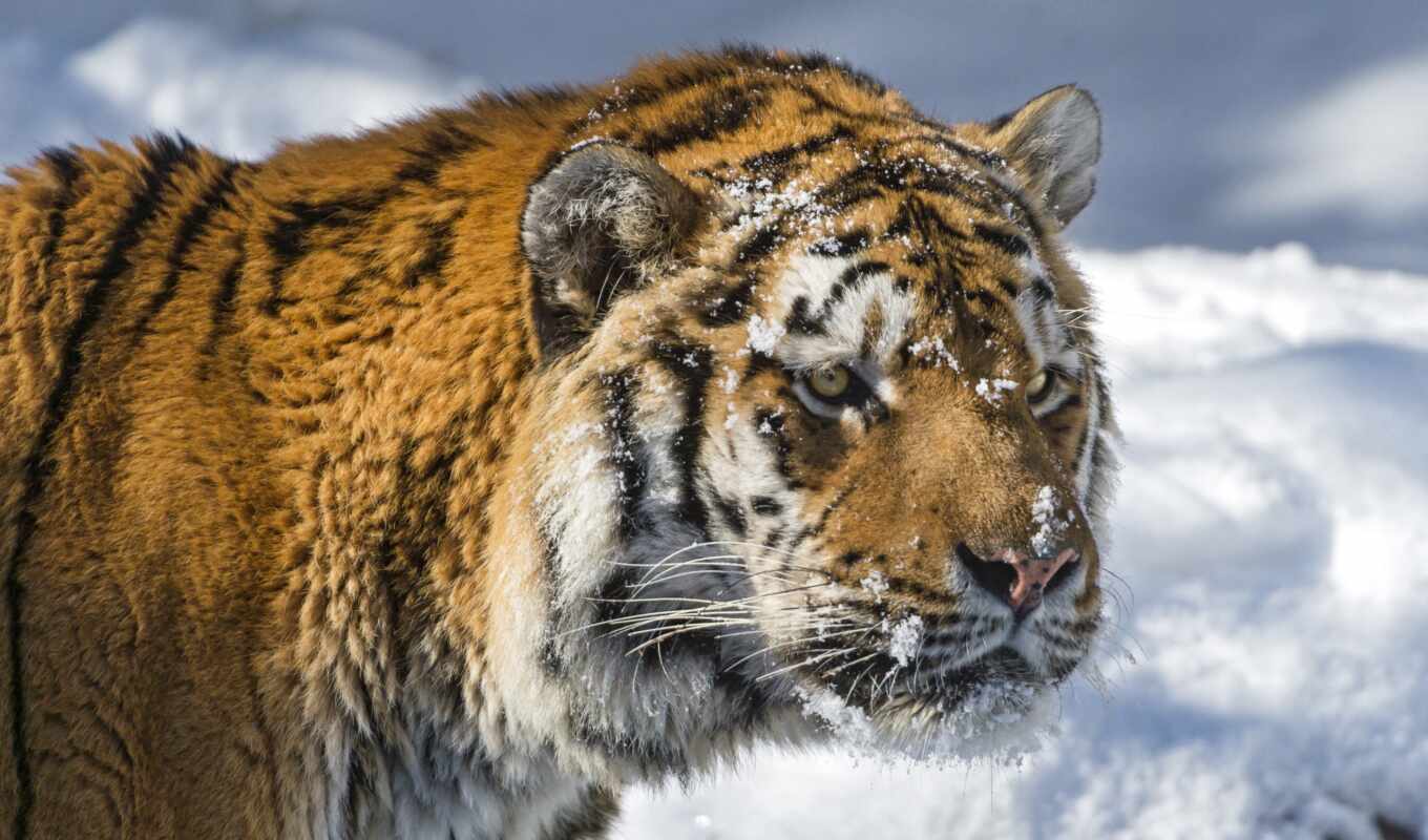 snow, winter, eyes, cat, amur, predator, tiger