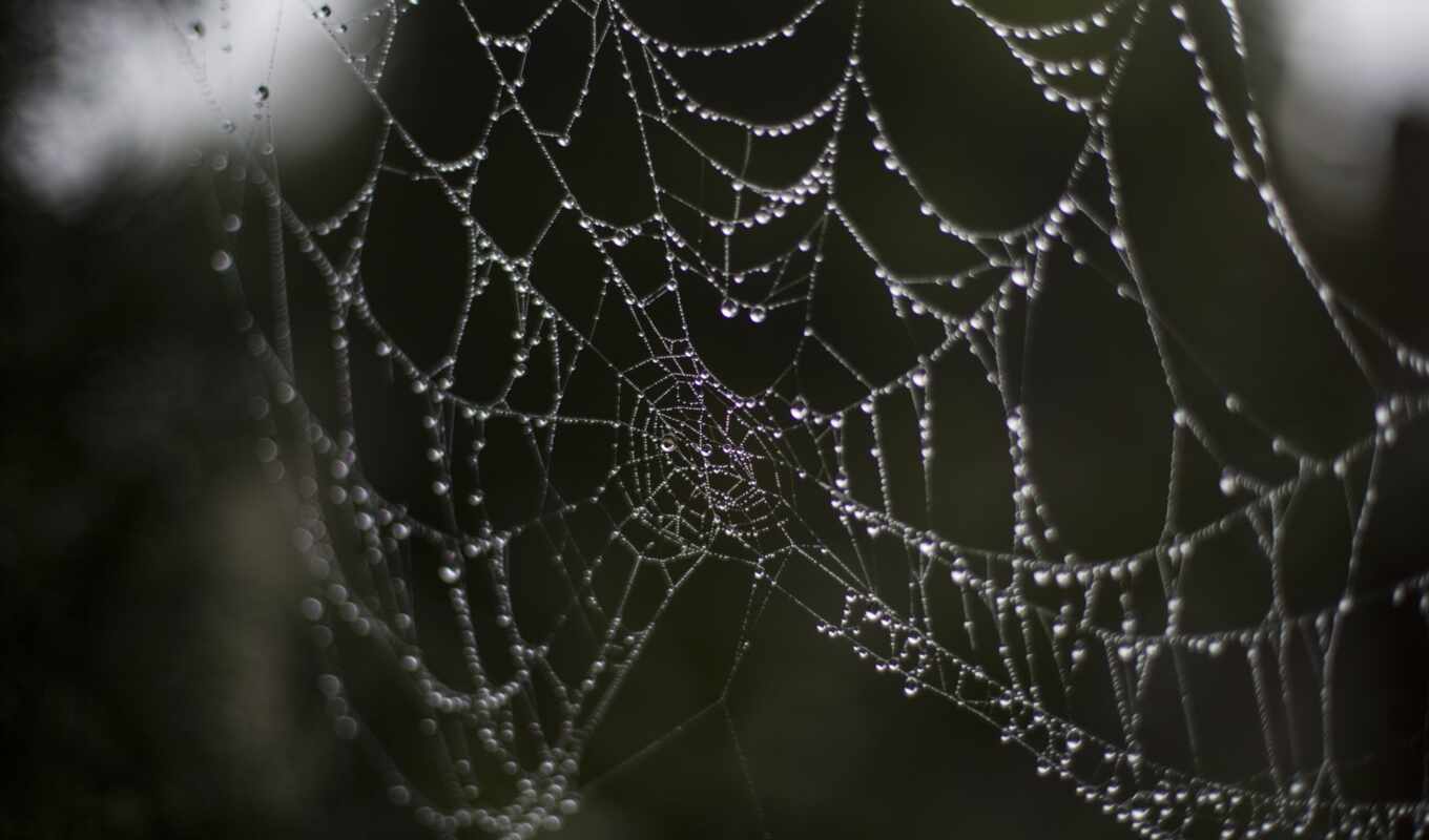 природа, дождь, дерево, паук, web