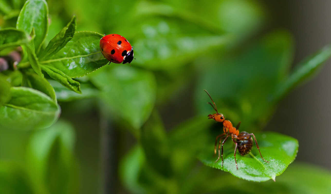 red, cow, ladybug, spot, hour, insect, ehit