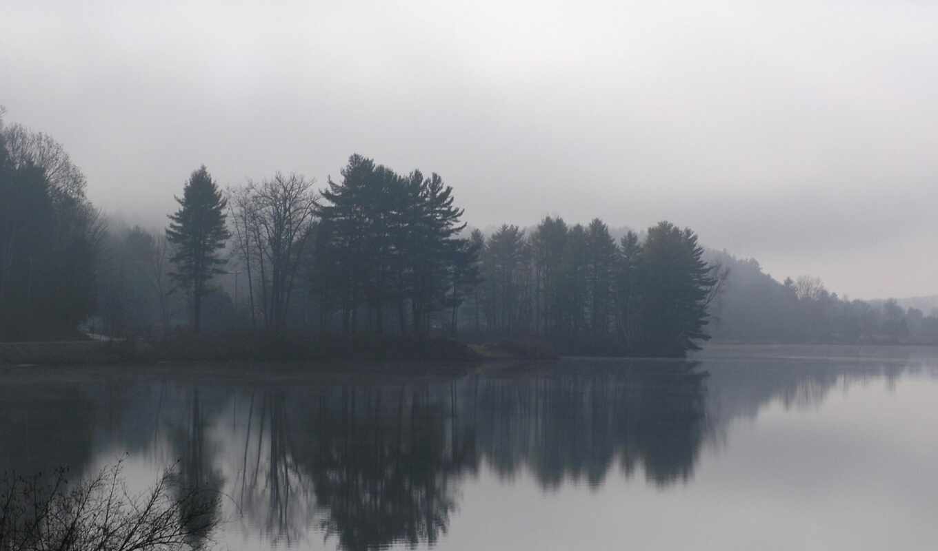 nature, free, tree, forest, landscape, beautiful, fog, decoration, to collect, high - quality