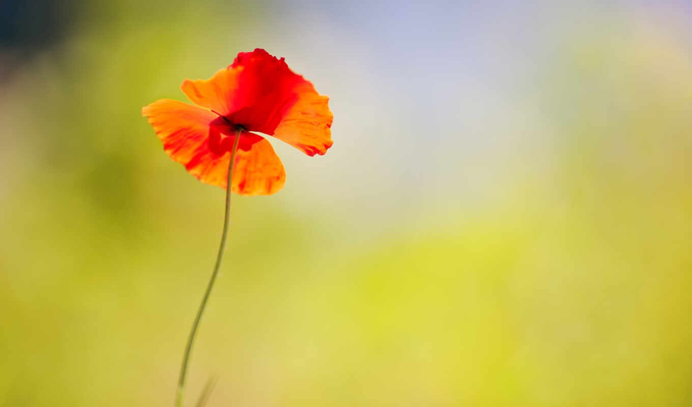 nature, flowers, colorful, resolution, quality, poppy, corn, common, papaver, rhoea
