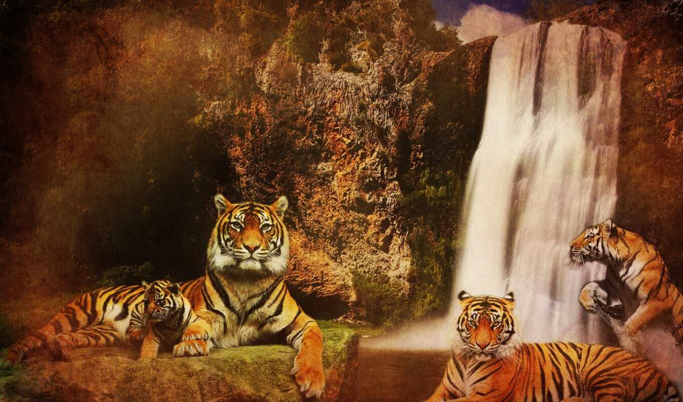 rock, тигр, водопад