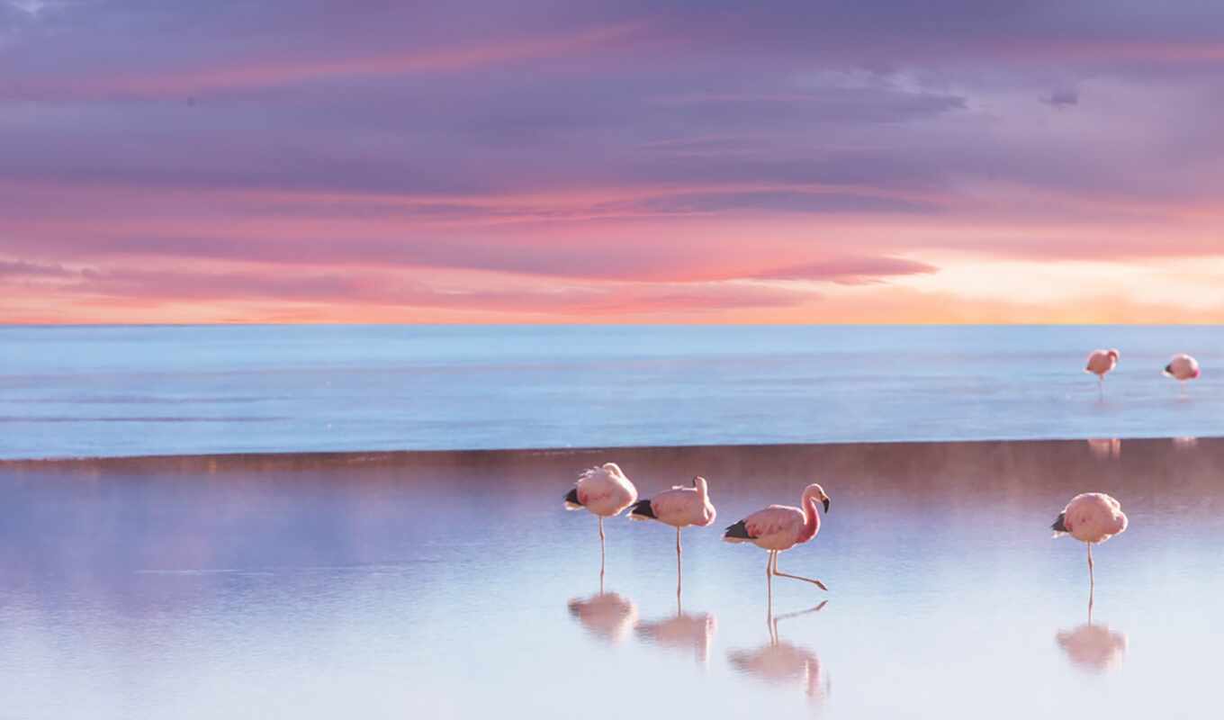 пляж, птица, фламинго