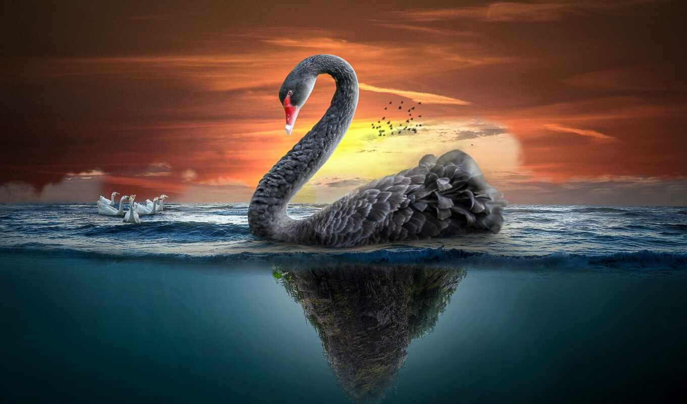 swan, puzzle