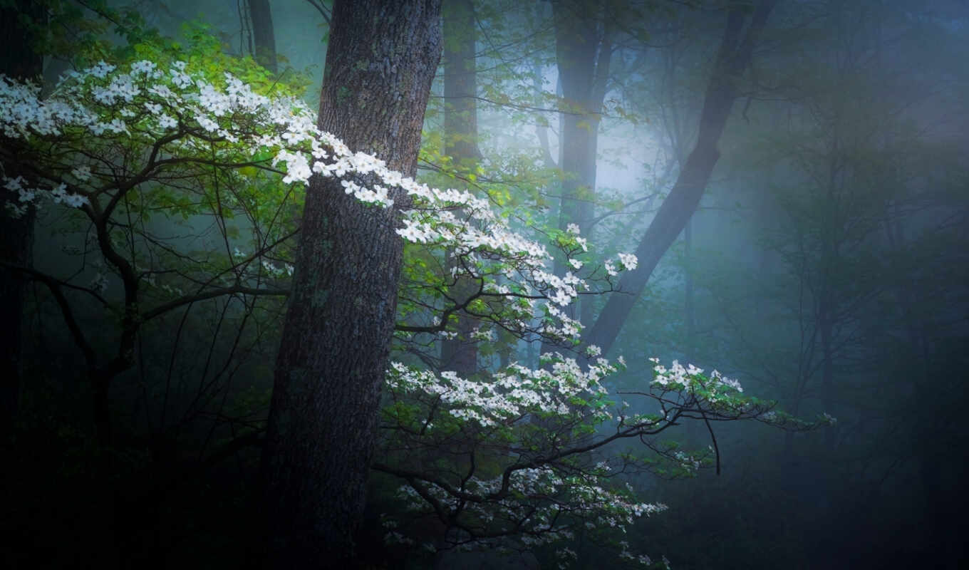 nature, flowers, forest, spring, misty, fore