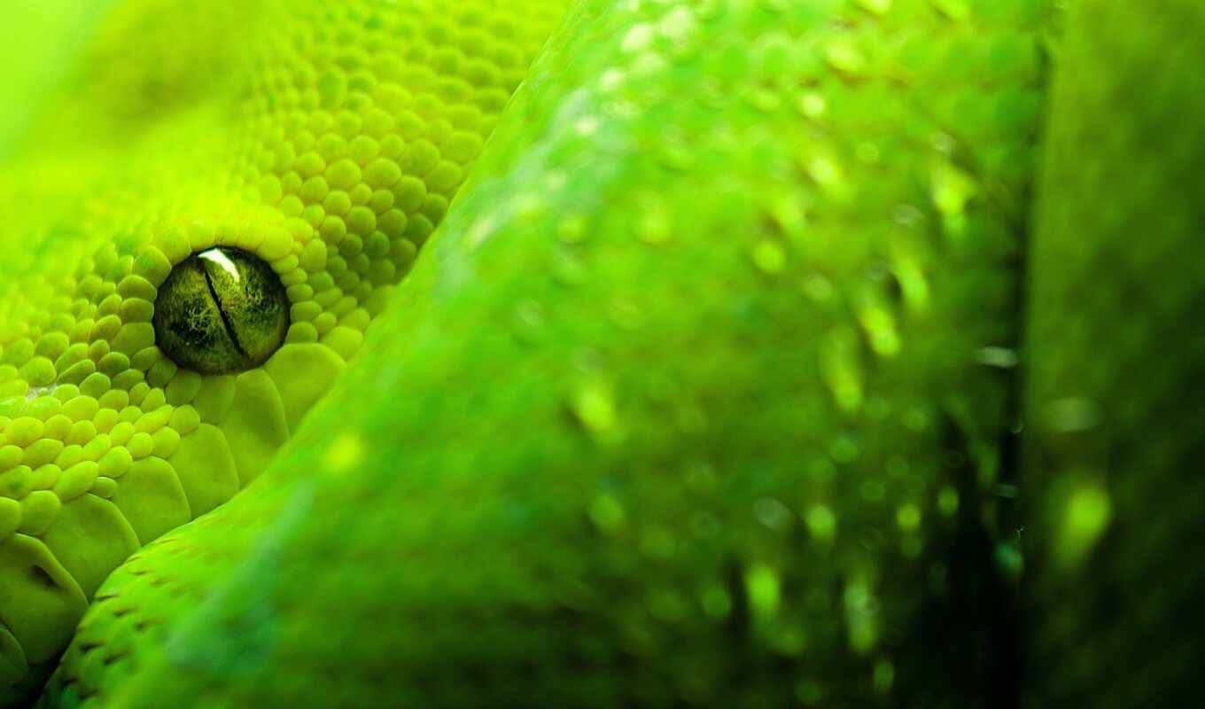 глаз, зелёный, snake