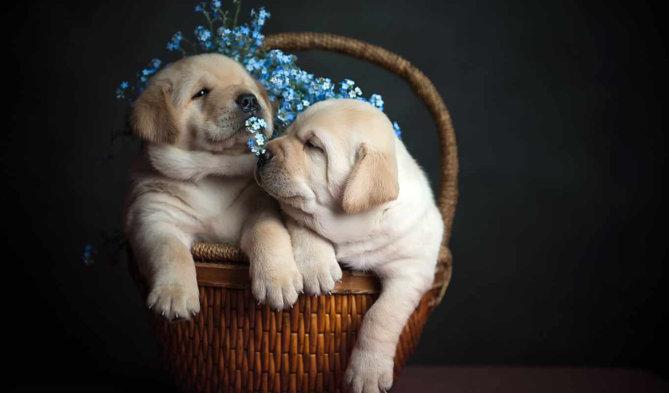 flowers, dog, golden, puppy, Labrador, animal, basket, retriever, pet
