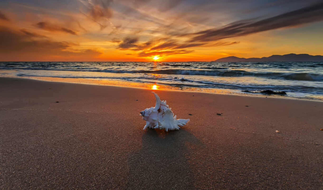 best, закат, shell, пляж, море, images, pinterest, seashell