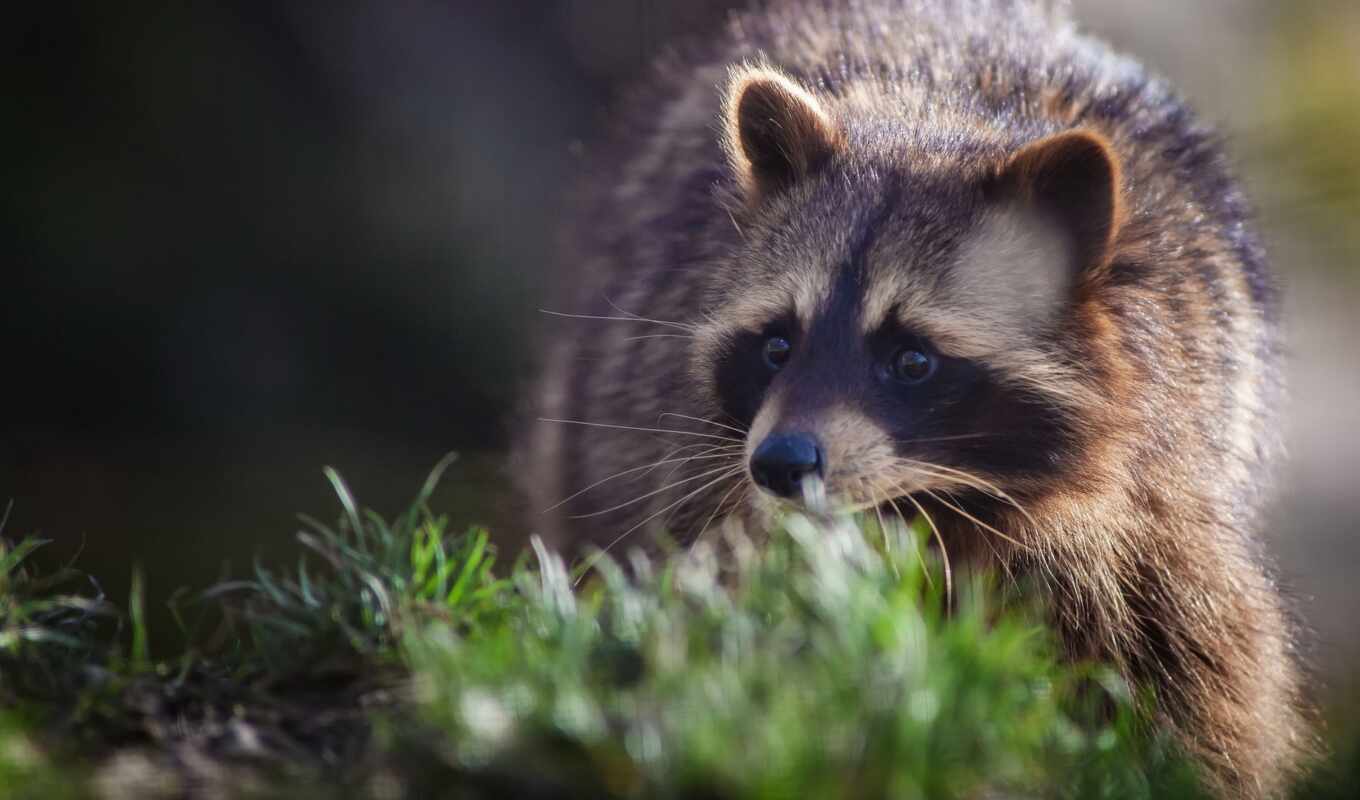evil, but, animals, яndex, nature, everyone, wild, look, collections, adopted, raccoons