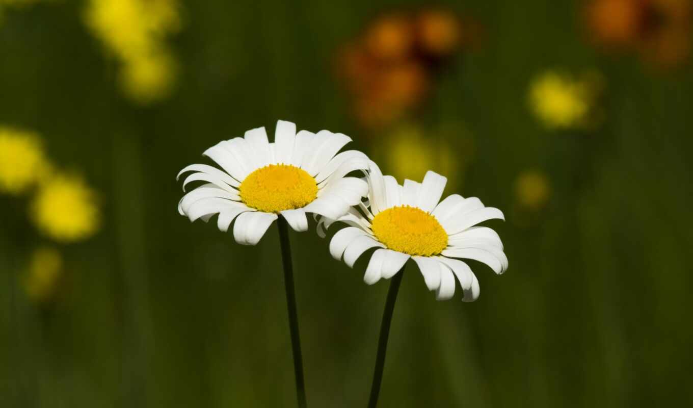 nature, flowers, white, plant, preview, yellow, daisy, bouquet, vase, chamomile