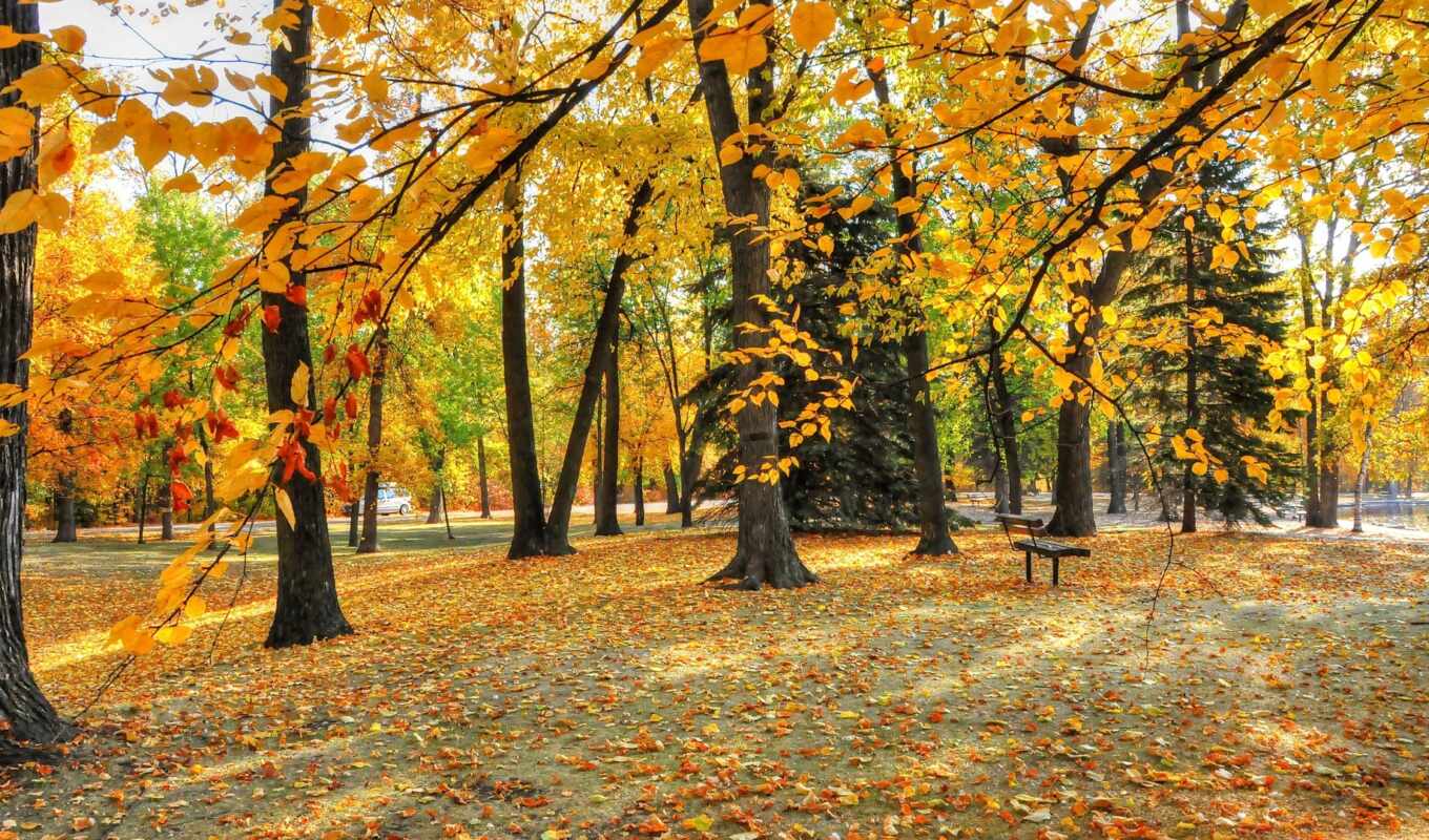 природа, лист, дерево, прогулка, landscape, осень, park, скамейка, parok