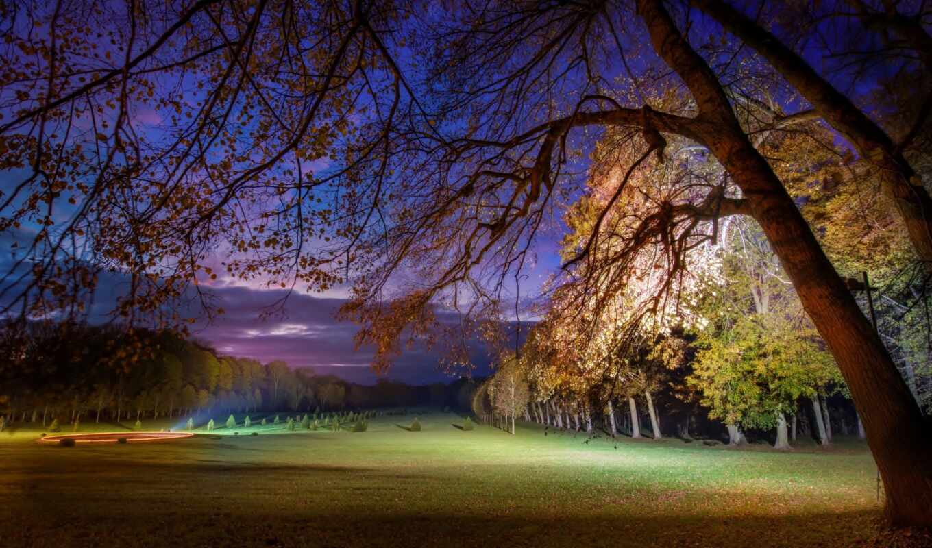 природа, дерево, ночь, лес, осень, красивый, park, подсветка, качественные, gorkii