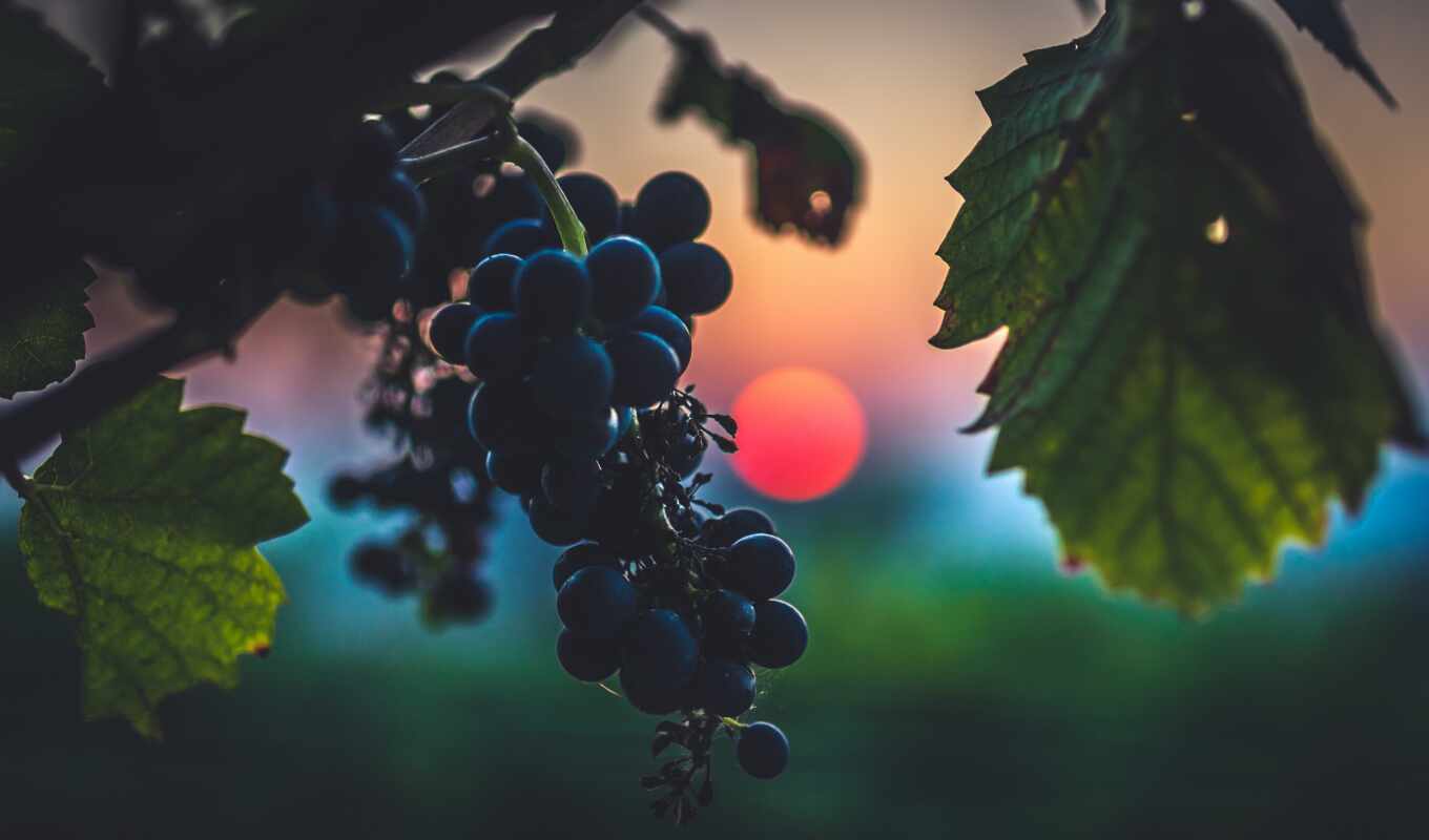 nature, flowers, drop, sun, red, sunset, butterfly, grape, cluster, publish, makryi