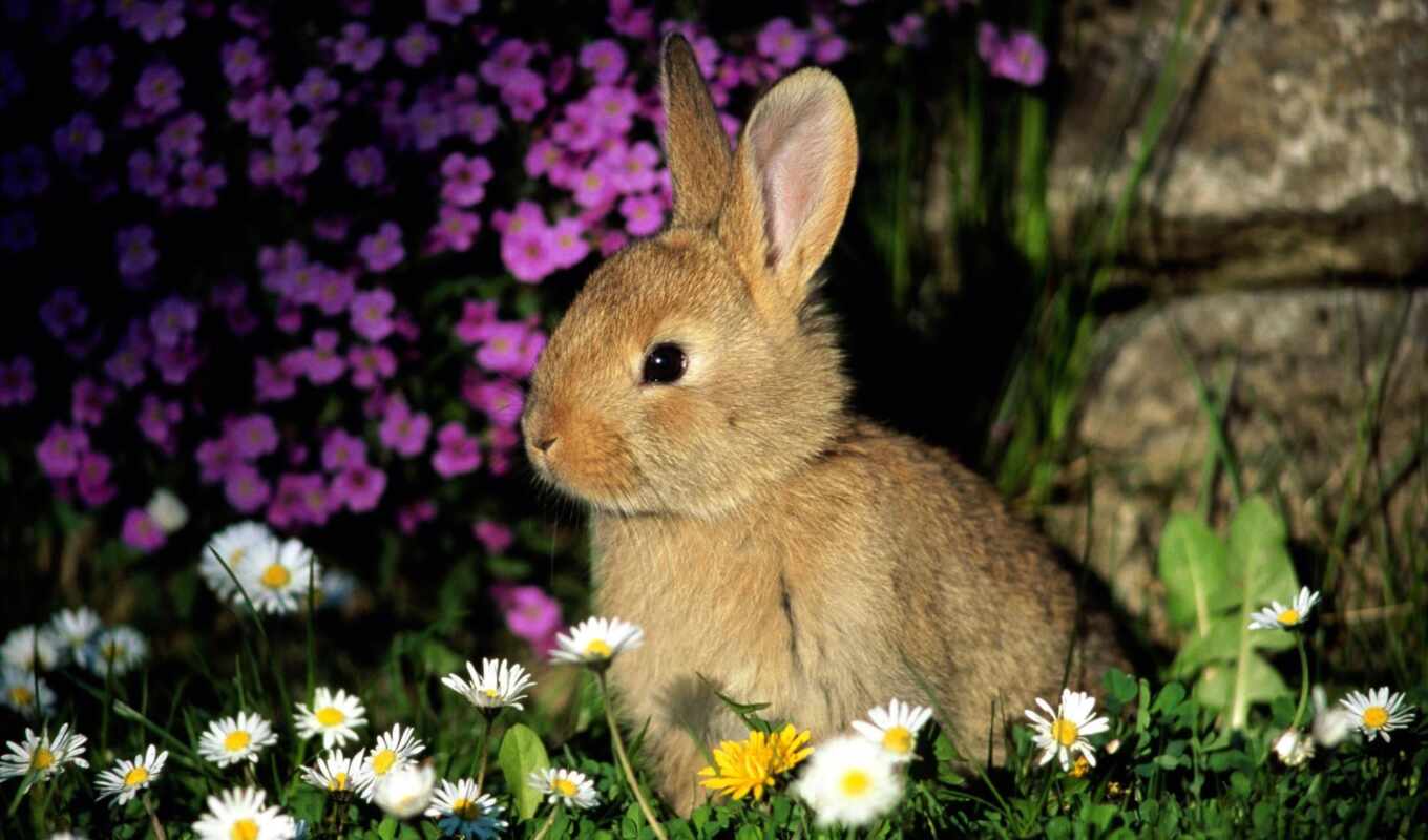 цветы, cute, garden, animal, кролик, bunny, качественные, цветник, полианин