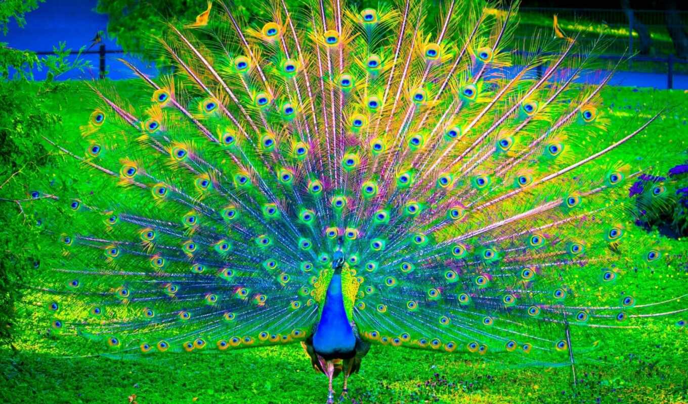 качество, птица, sound, natural, mode, павлина, peacock, broadcast, yes
