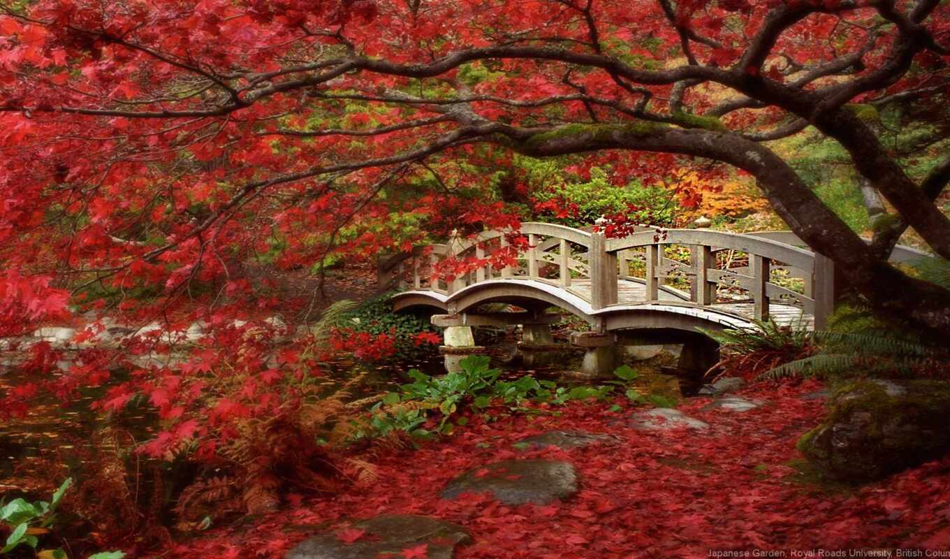 japanese, landscape, garden, осень
