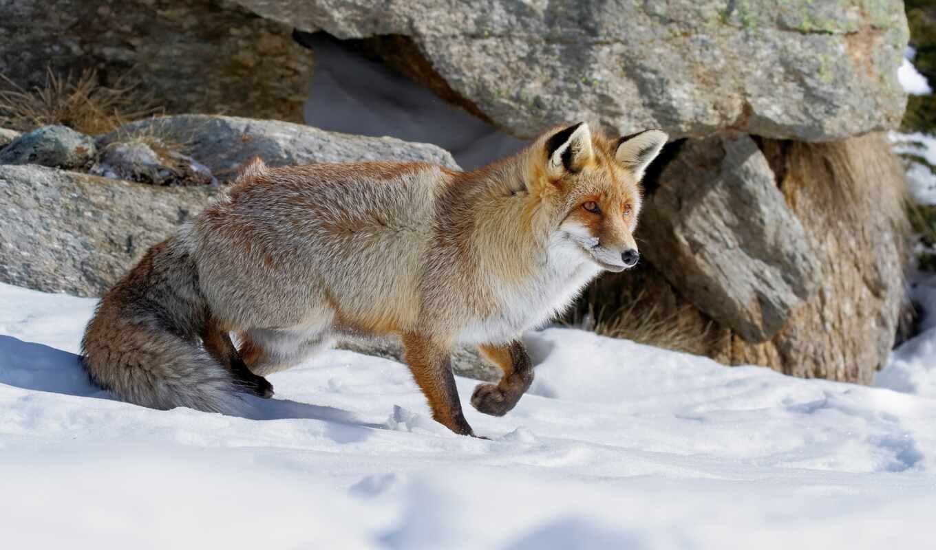 snow, fox