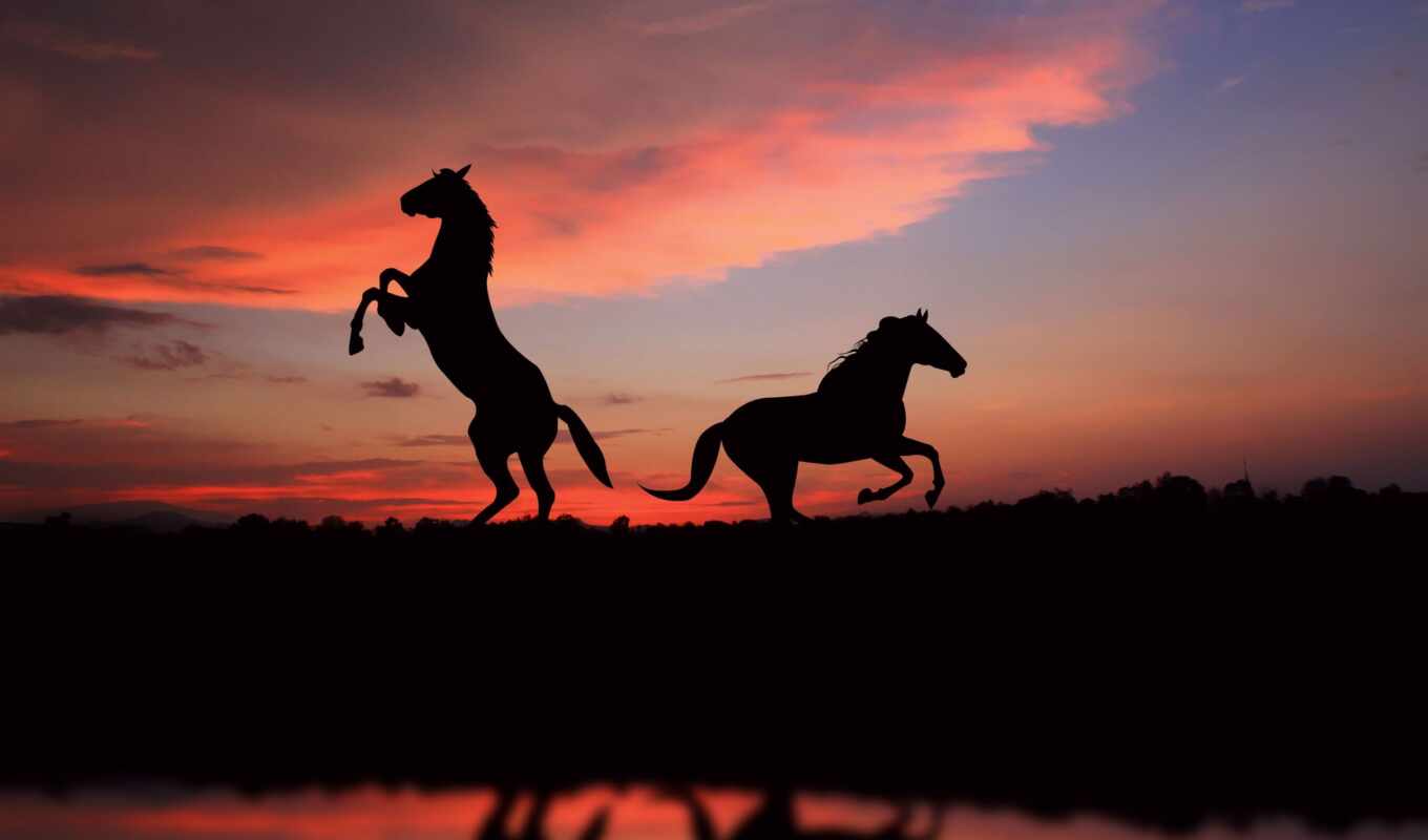 horse, sunset, horses, a shadow, zhivotnye