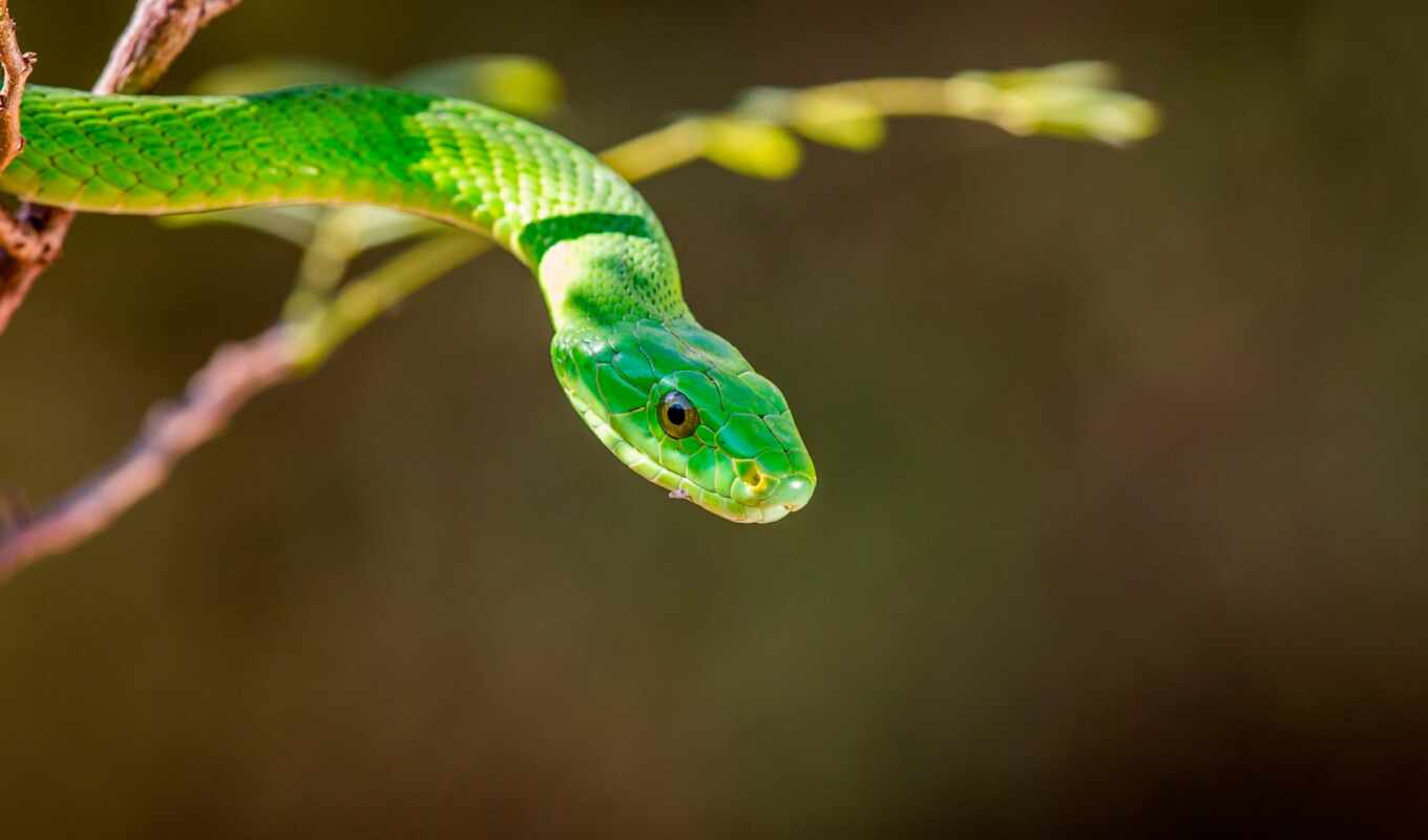green, branch, snake, snake