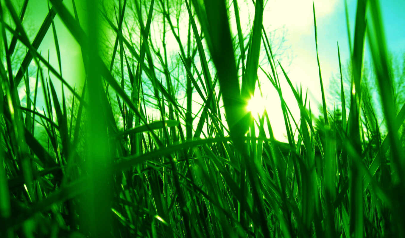 sun, green, grass, through, different, sky, grass, shining, green, juicy