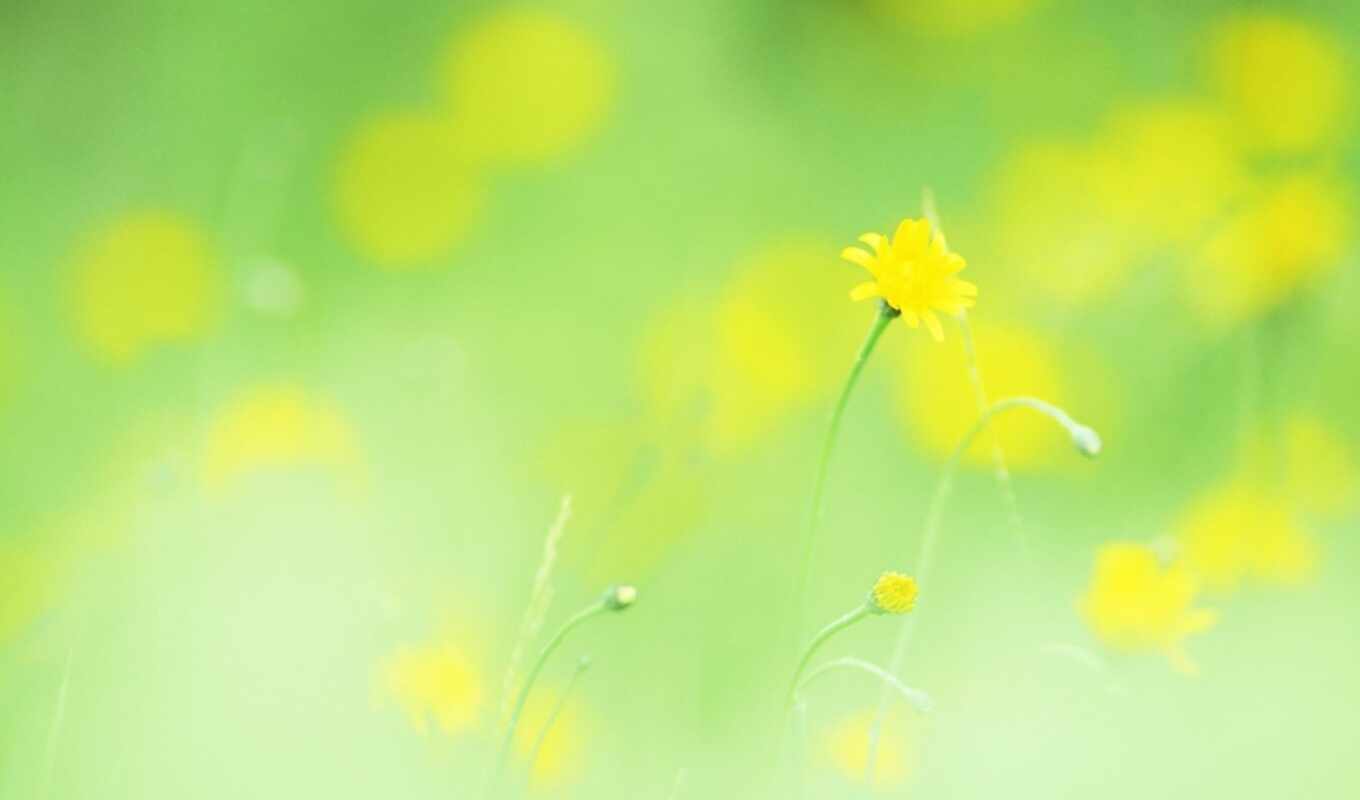 macro, plant, yellow, cvety, lightness